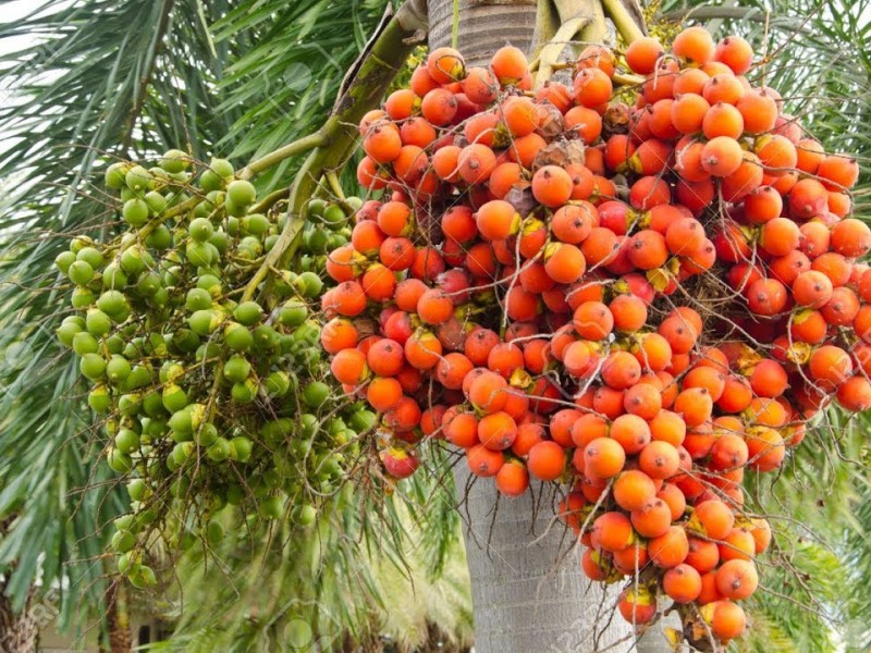 सुपारी खेतीका बारेमा नेपाली भाषामा कृति प्रकाशित
